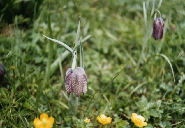 Fritillaria burnatii / Fritillaria di Burnat